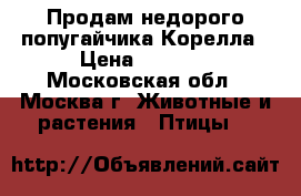 Продам недорого попугайчика-Корелла › Цена ­ 3 000 - Московская обл., Москва г. Животные и растения » Птицы   